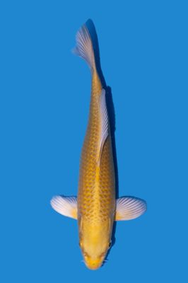 Yamabuki Ogon 25 cm