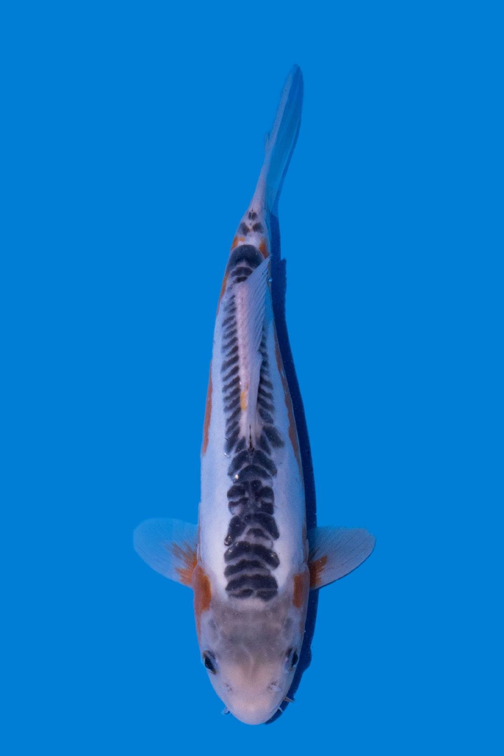 Shusui VHQ  29 cm