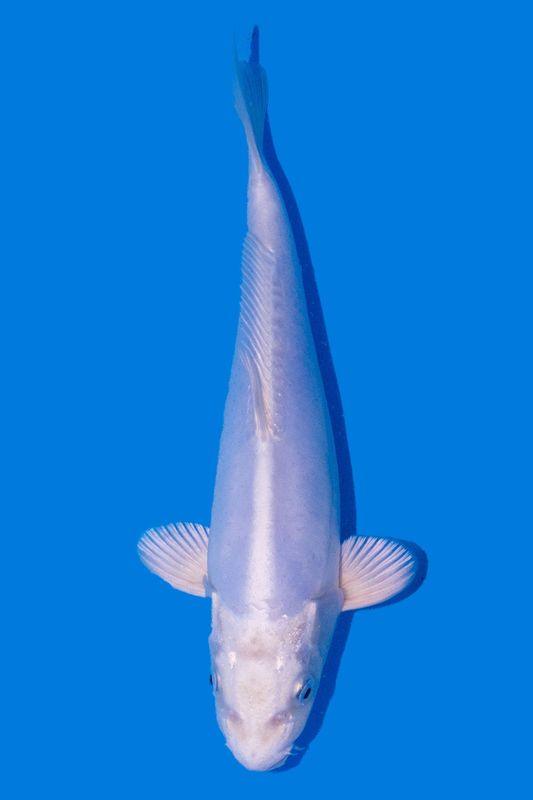 Doitsu Purachina 26 cm