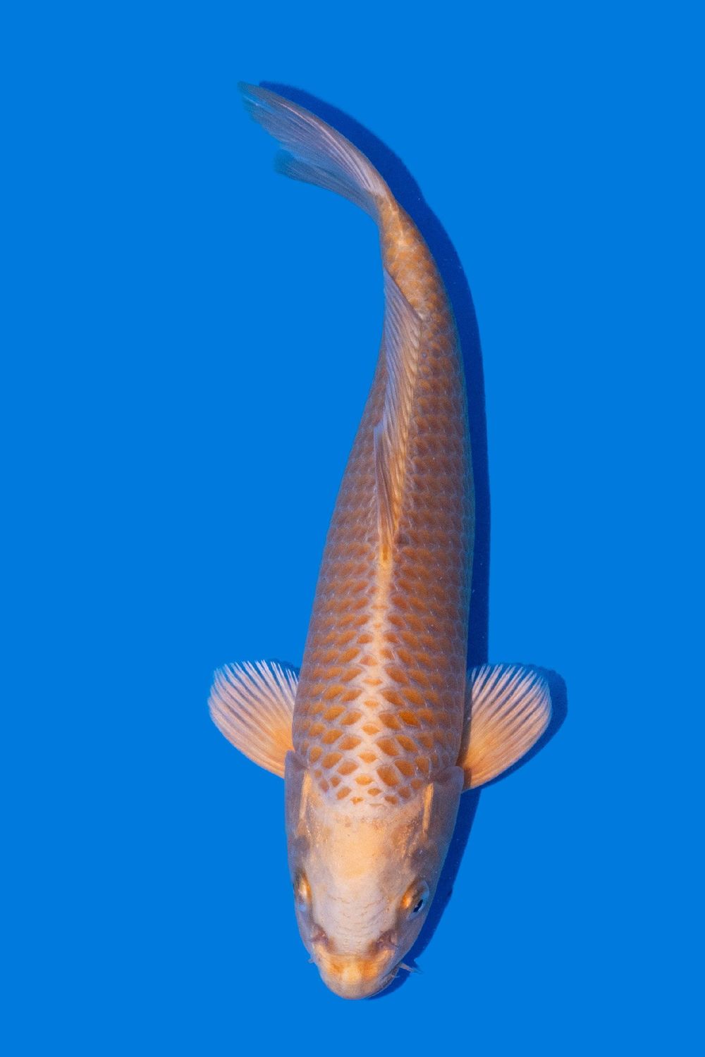 Yamabuki 28 cm