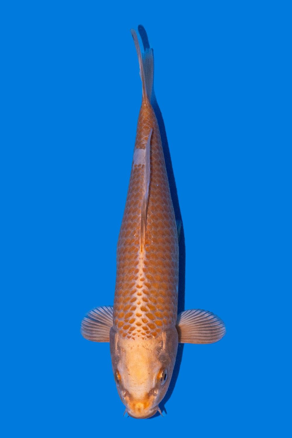 Yamabuki 25 cm
