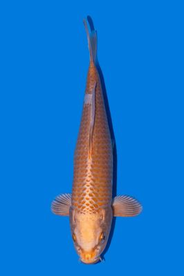 Yamabuki 25 cm