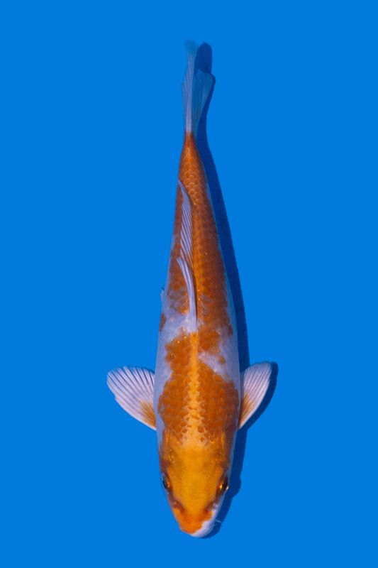 Hariwake    24 cm