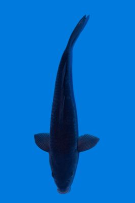 Karasugoi  36 cm