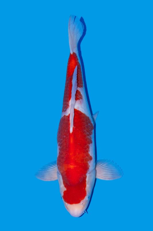 Kohaku 45 cm