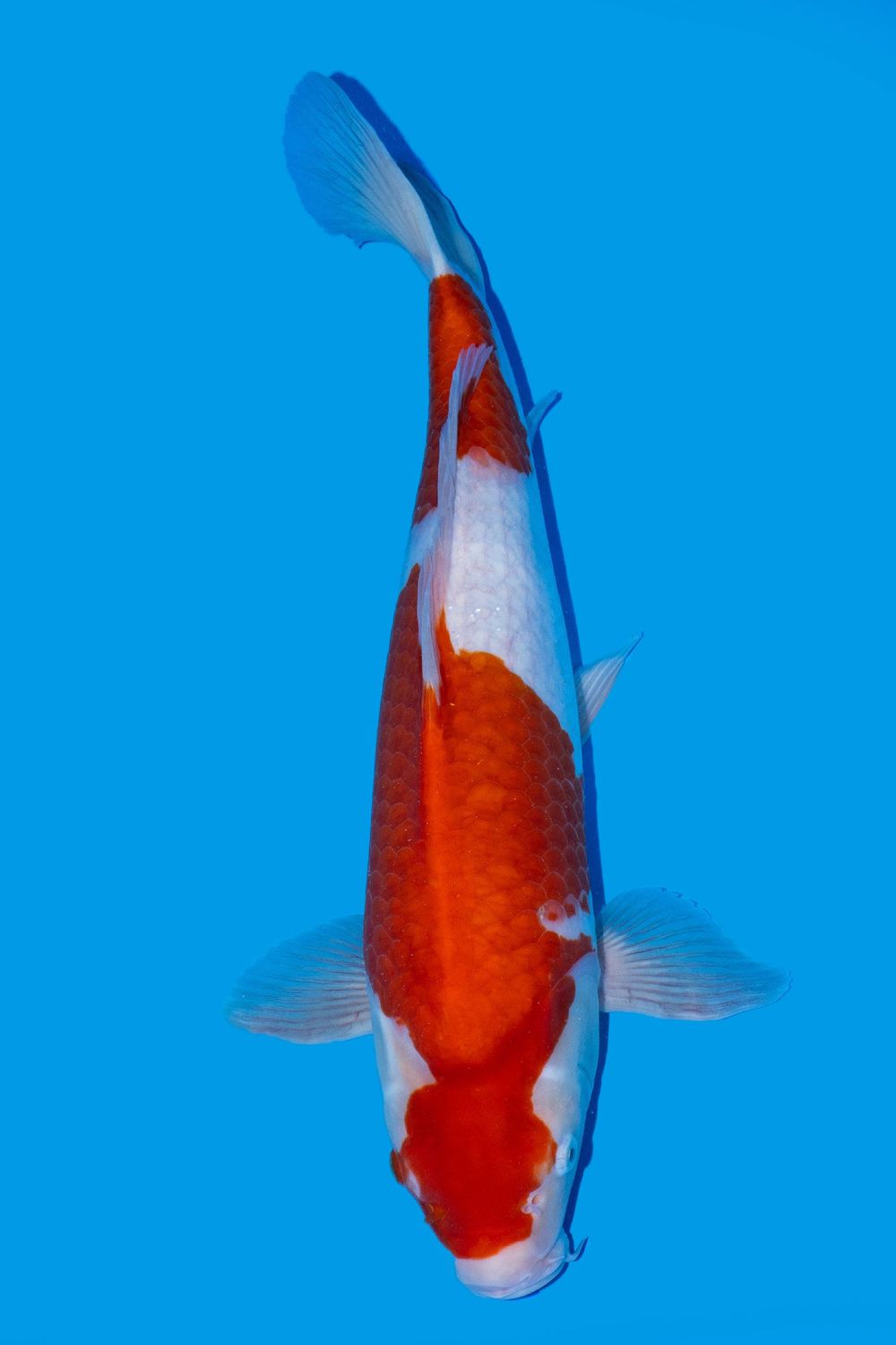 VENDU Kohaku 45 cm