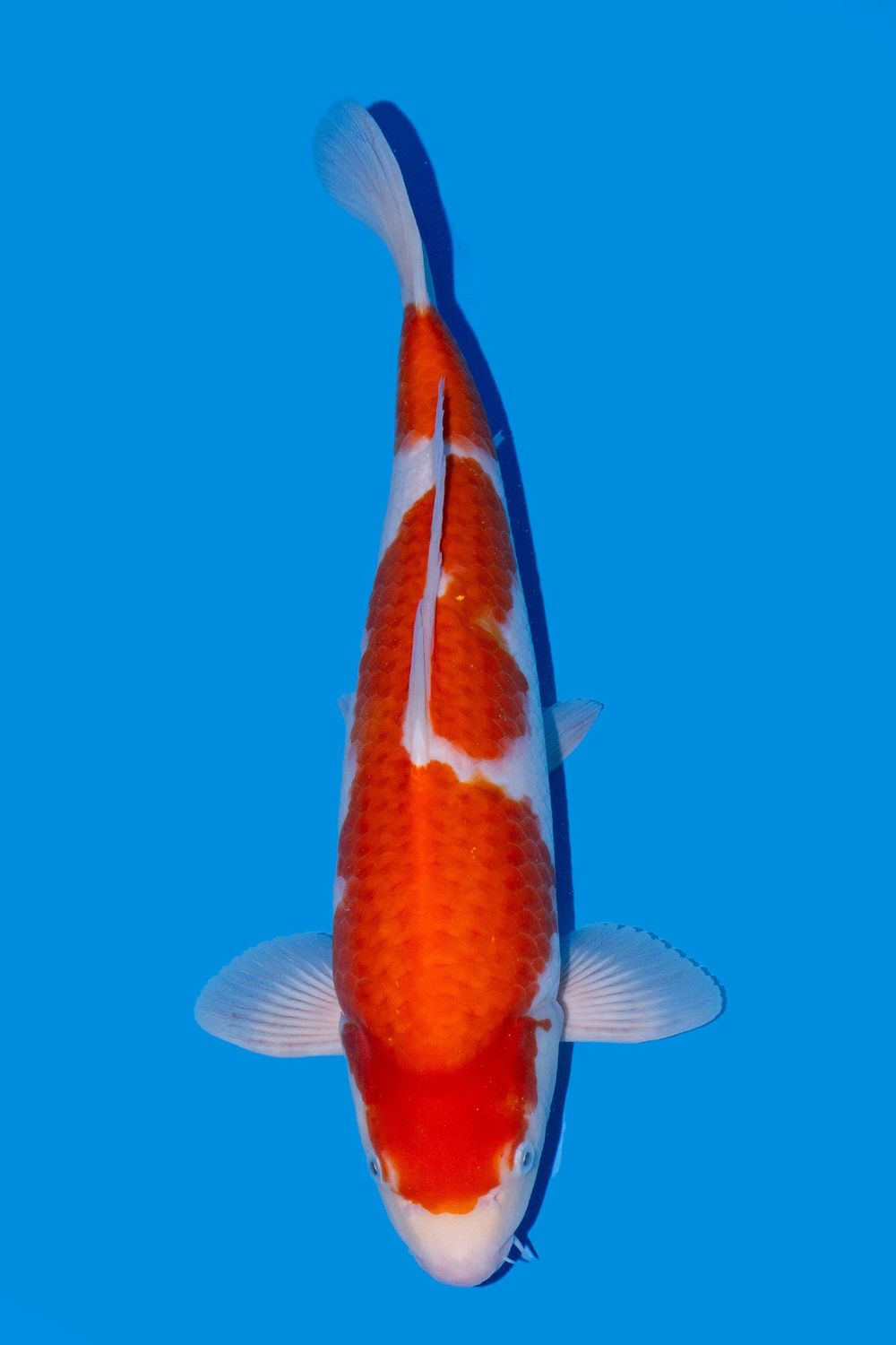 Kohaku 45 cm