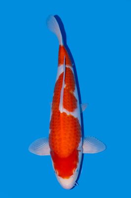 Kohaku 45 cm