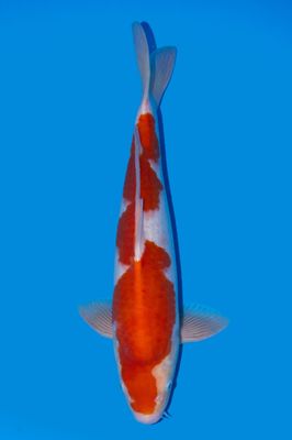Kohaku 45 cm