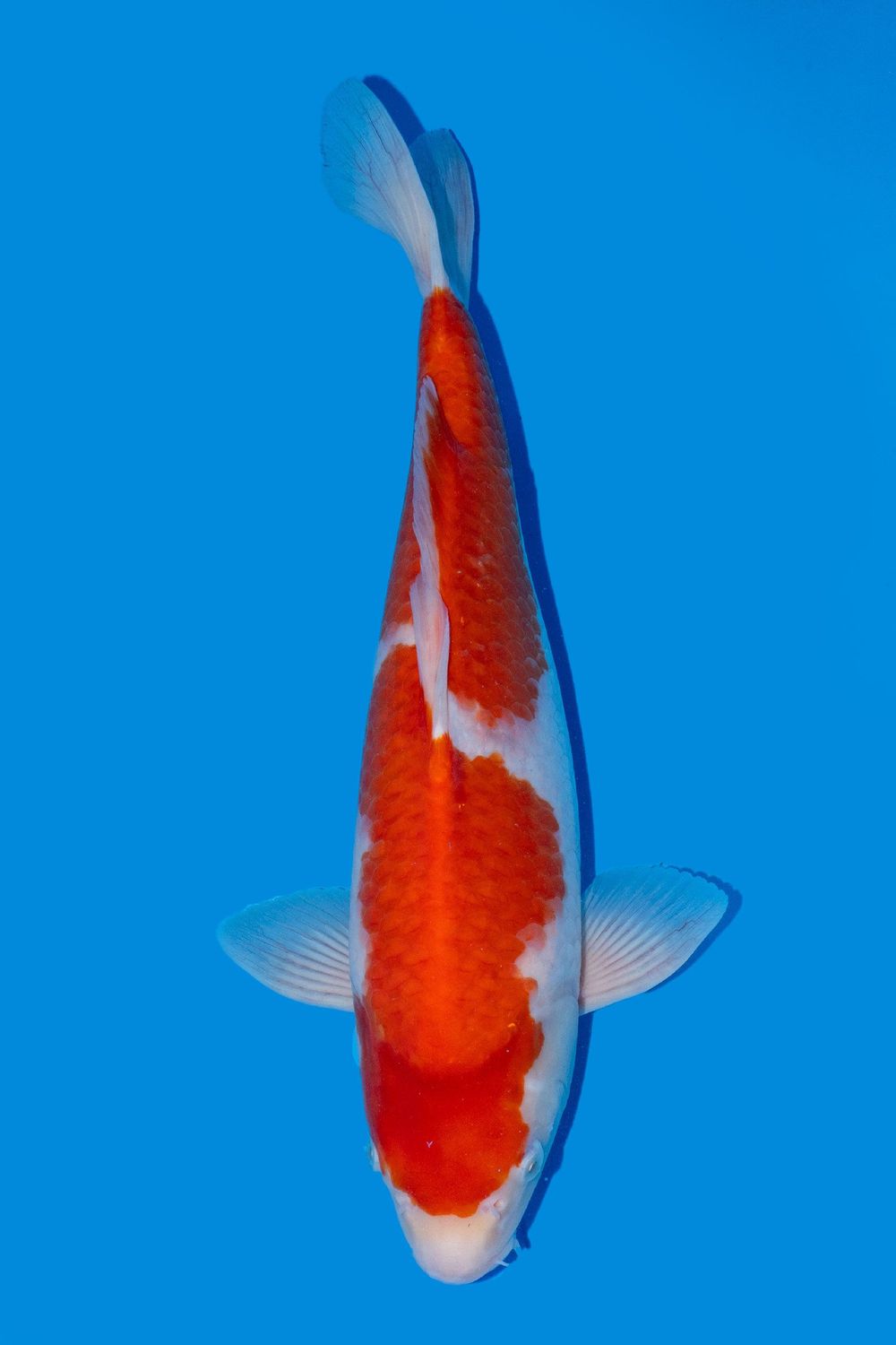 Kohaku 45 cm