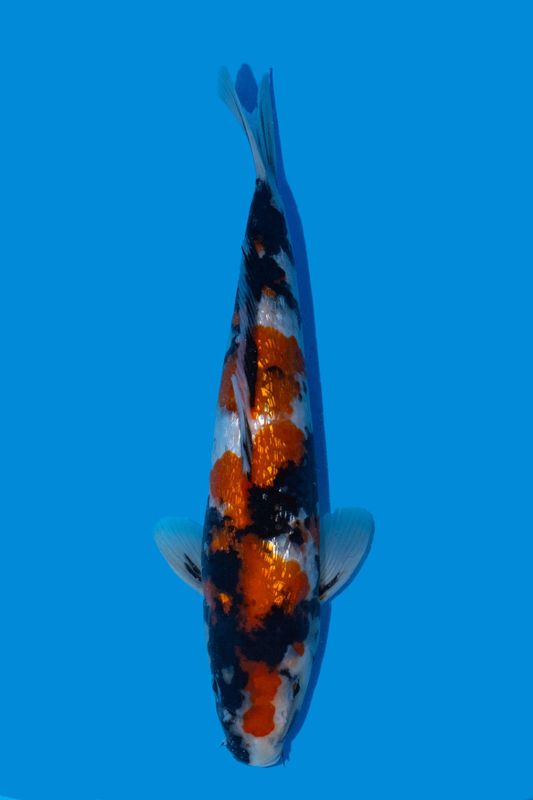 Ginrin Showa Tategoi  31  cm