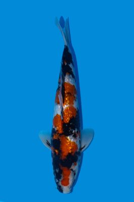 Ginrin Showa Tategoi  31  cm