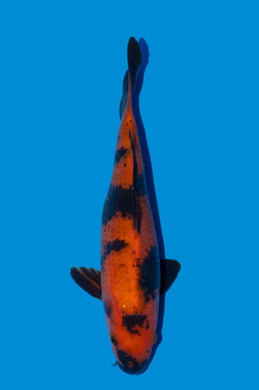 Hi Utsuri 28 cm