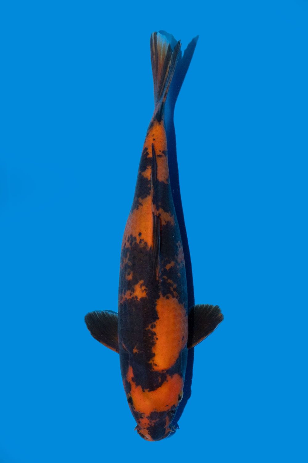Hi Utsuri 35 cm