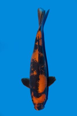 Hi Utsuri 35 cm
