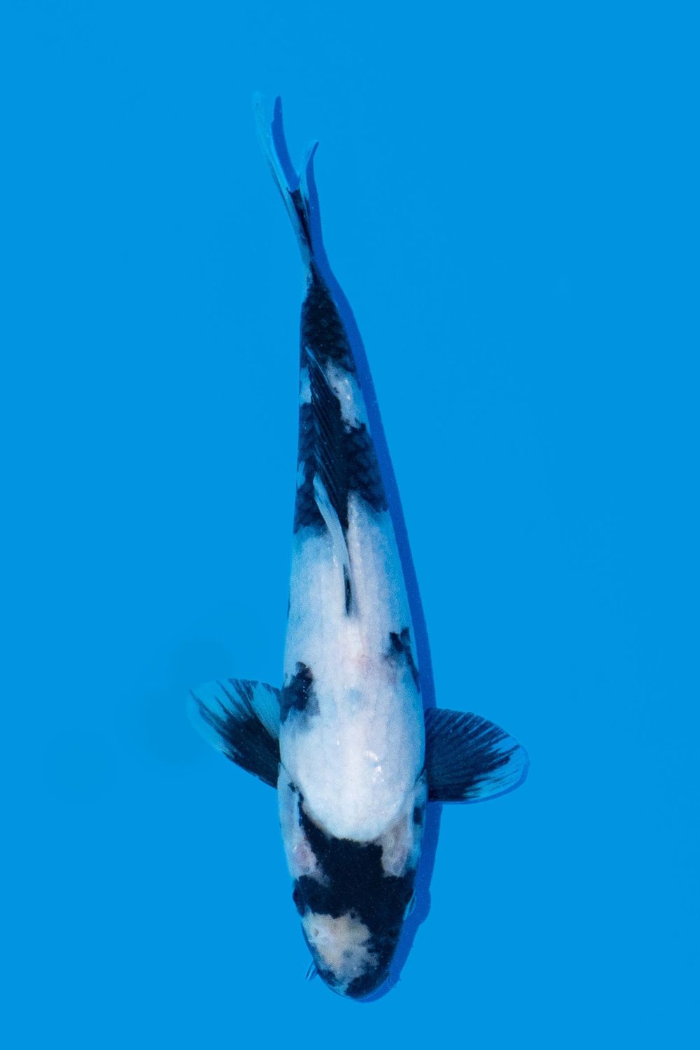 Shiro Utsuri 26 cm