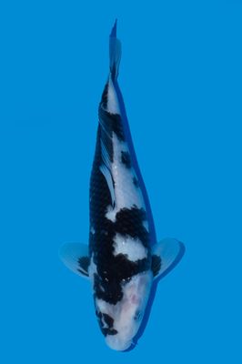 Shiro Utsuri 35 cm