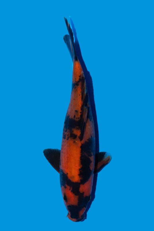 Hi Utsuri  23 cm