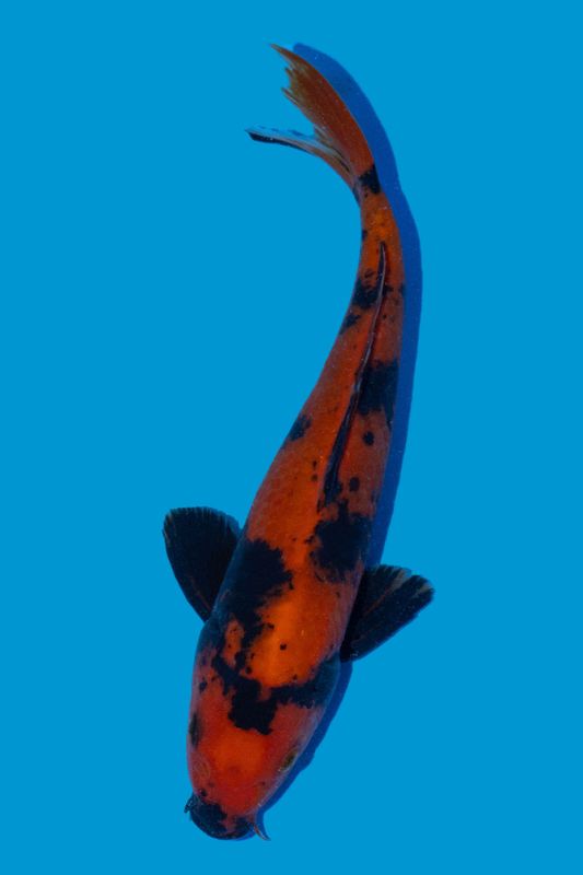 Hi Utsuri  26 cm