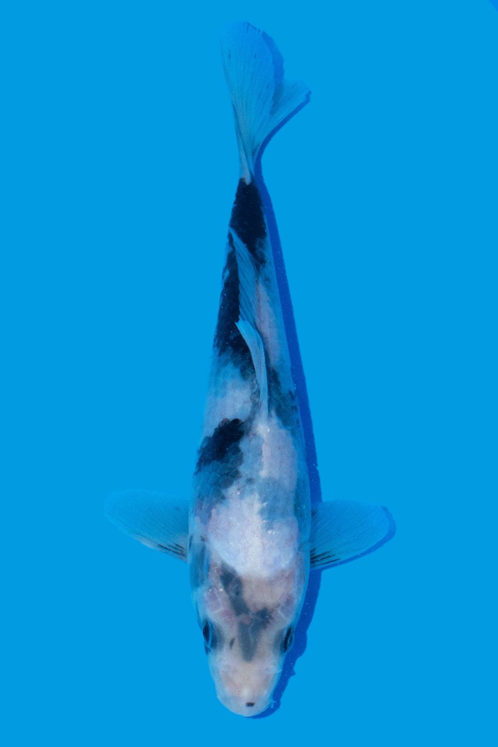 Shiro Utsuri 24 cm