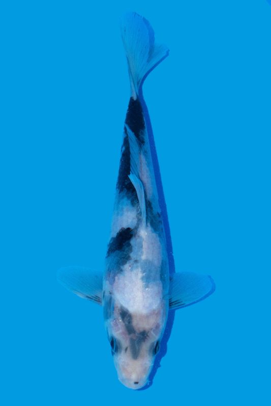 Shiro Utsuri 24 cm