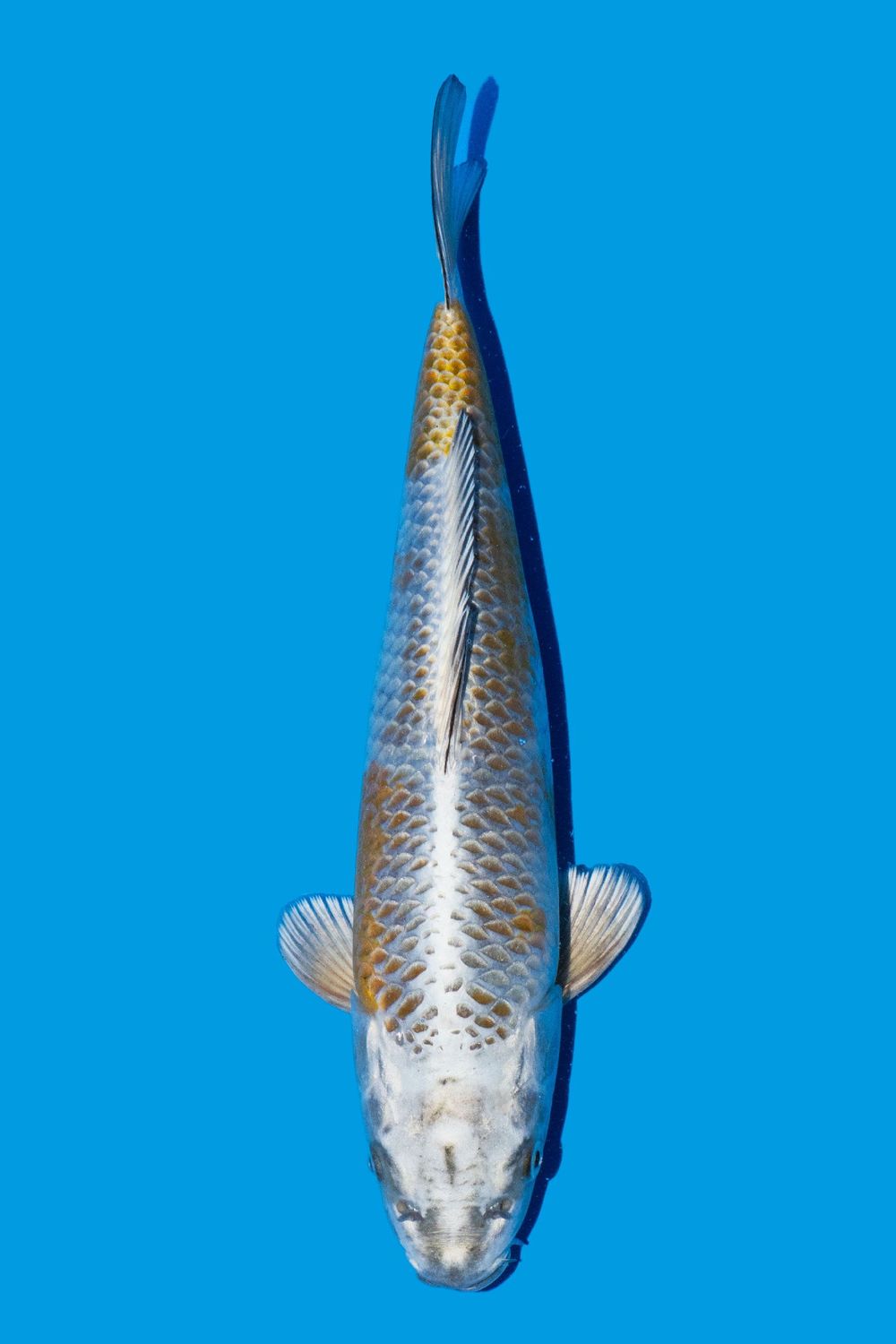 KIRIN 35 cm