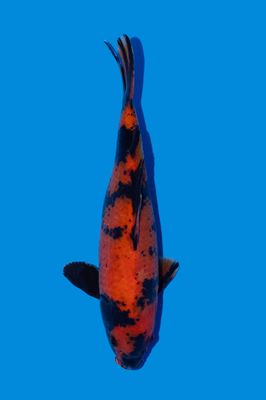 Hi Utsuri  32 cm