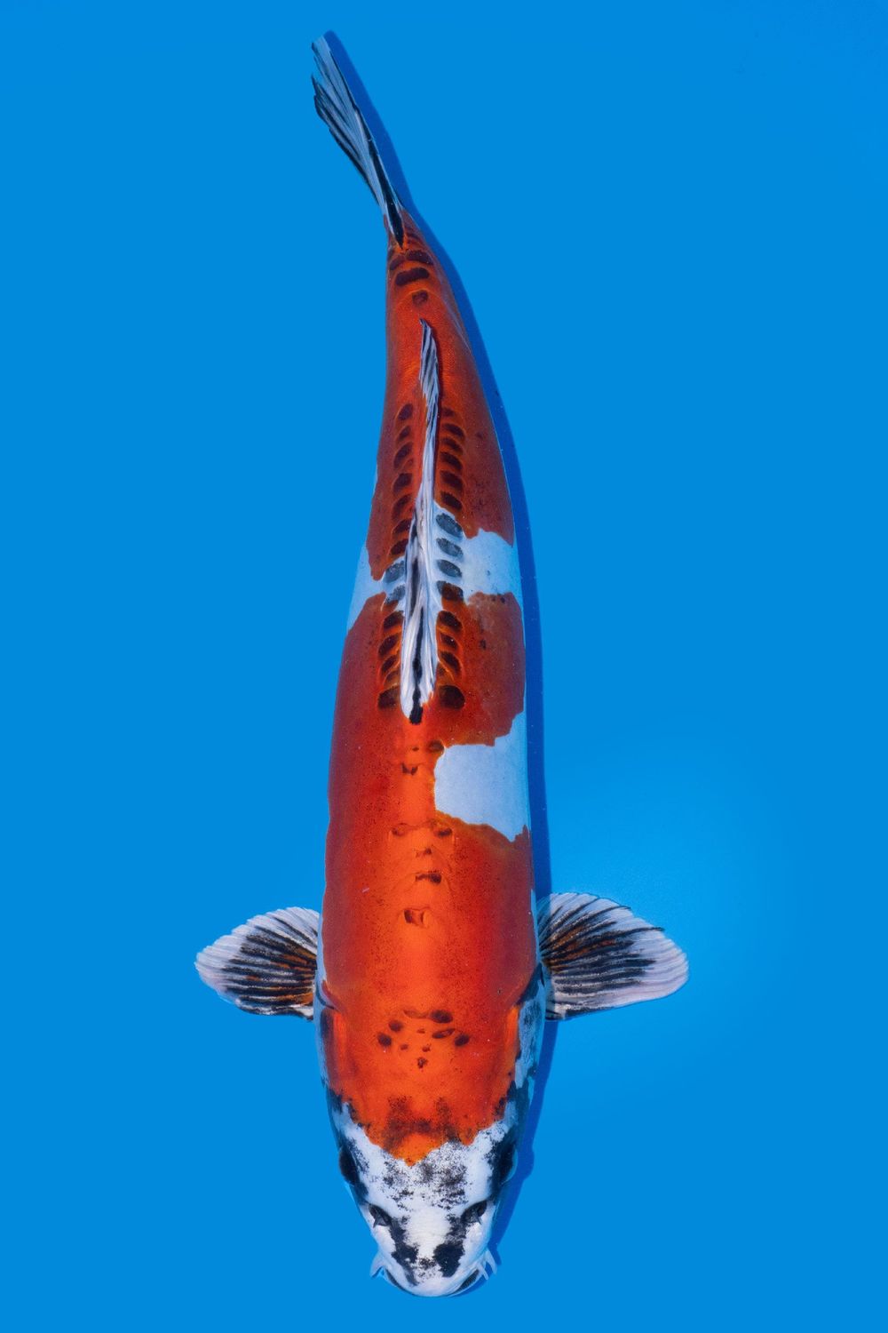 Beni kikokuryu 45cm
