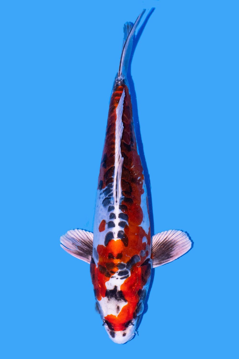 Beni kikokuryu 40 cm
