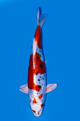 Beni kikokuryu 45cm