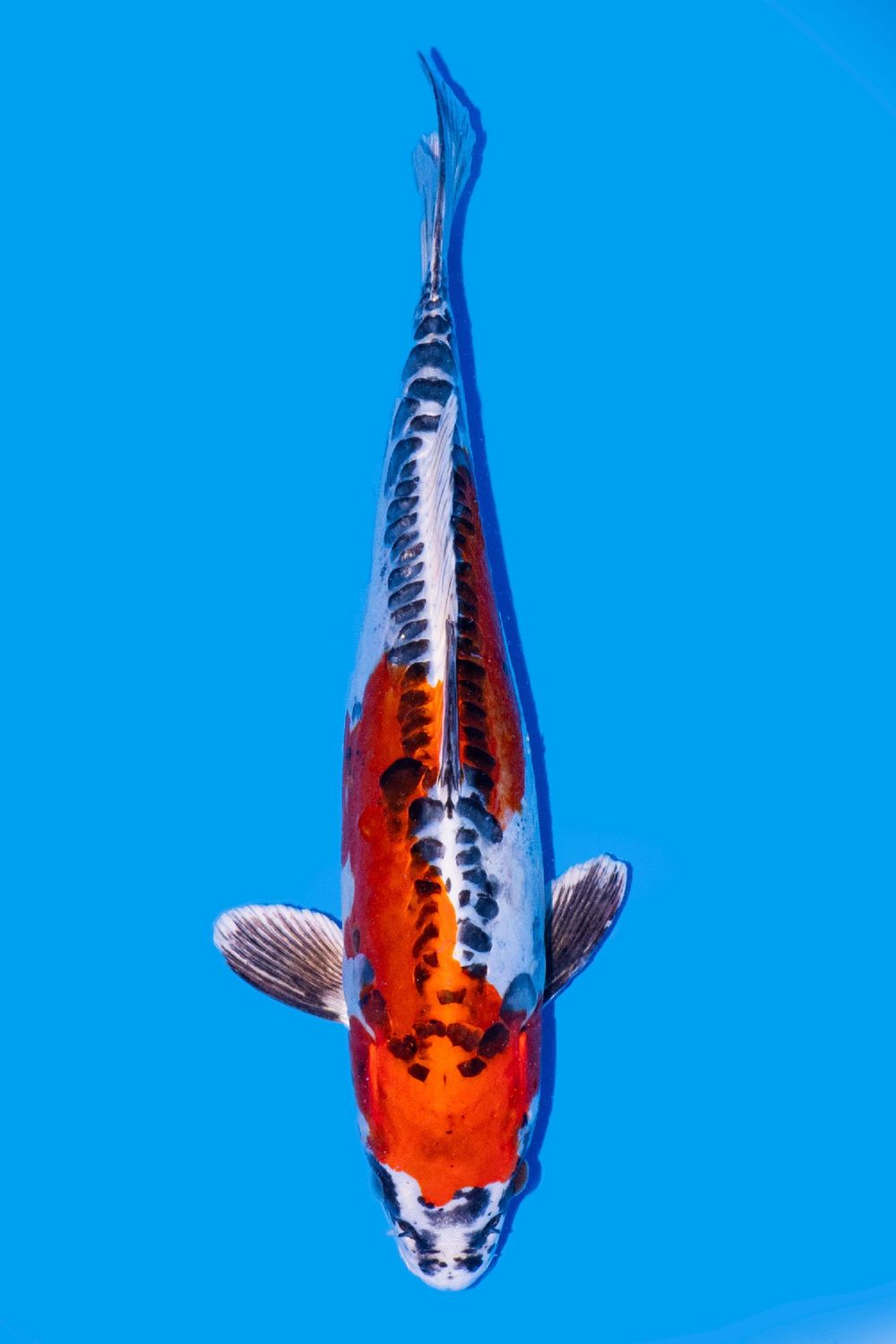 Beni kikokuryu 43cm