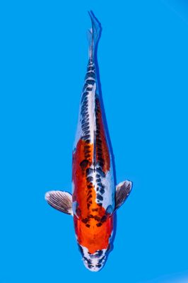 Beni kikokuryu 43cm