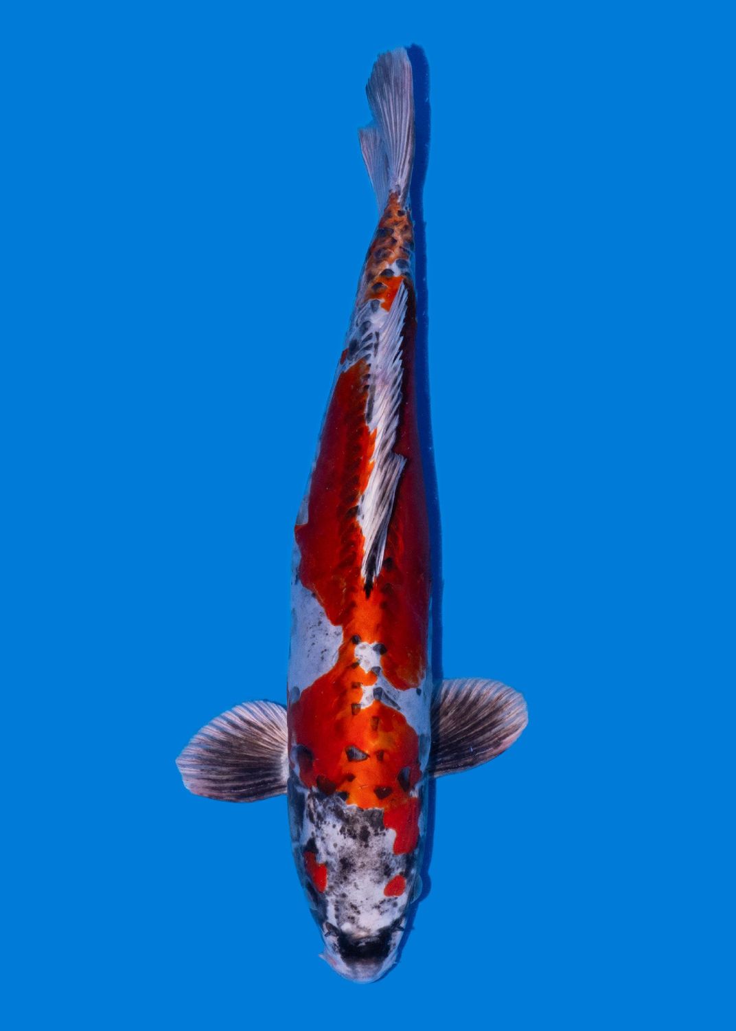Beni kikokuryu 50 cm