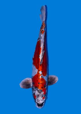 Beni kikokuryu 50 cm