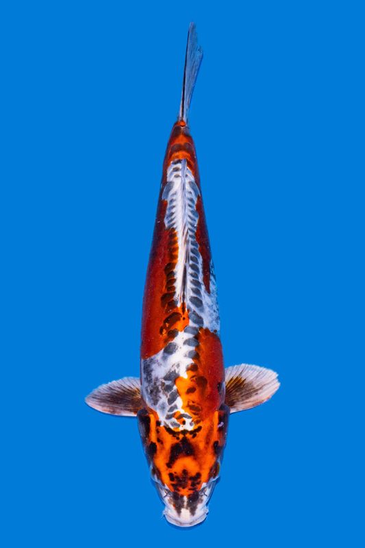 Beni kikokuryu 38 cm