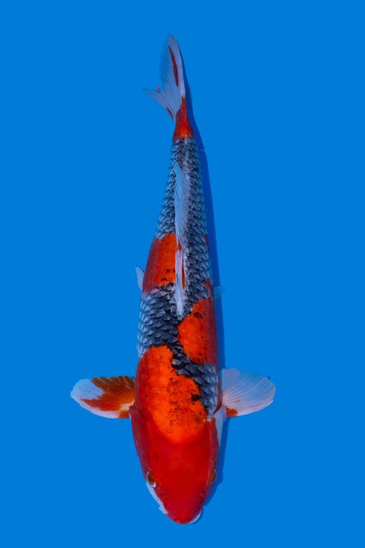 Goshiki 50 cm