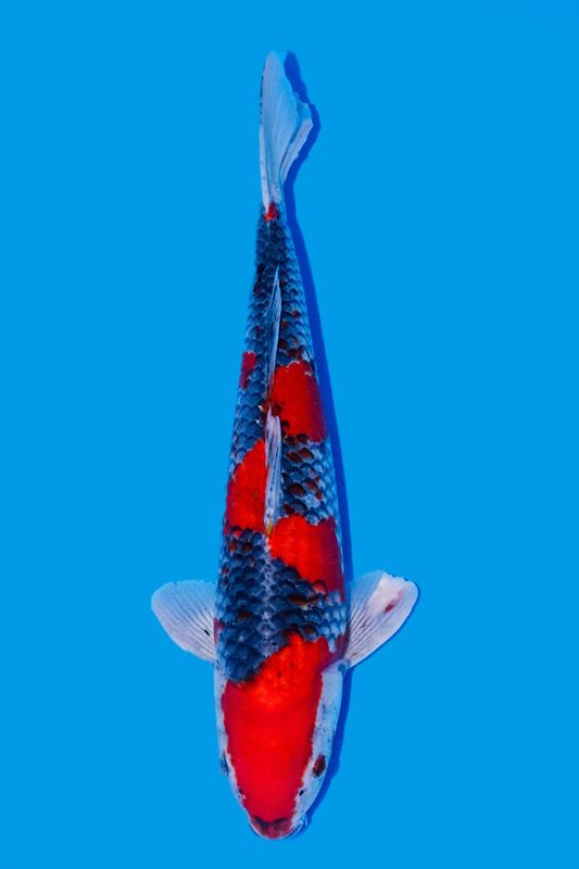 Goshiki 42 cm