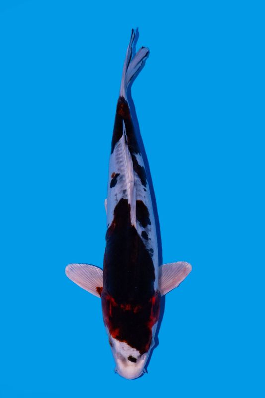 VENDU Doitsu Goromo 33 cm