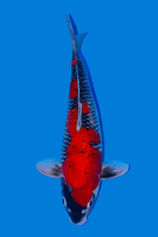Goshiki 47 cm
