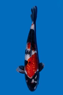 VENDU Ginrin Showa 44 cm