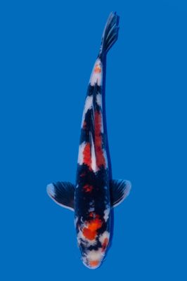 Showa  41 cm
