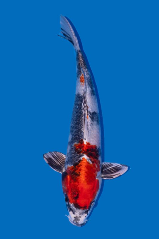 VENDU Kin Showa 41 cm