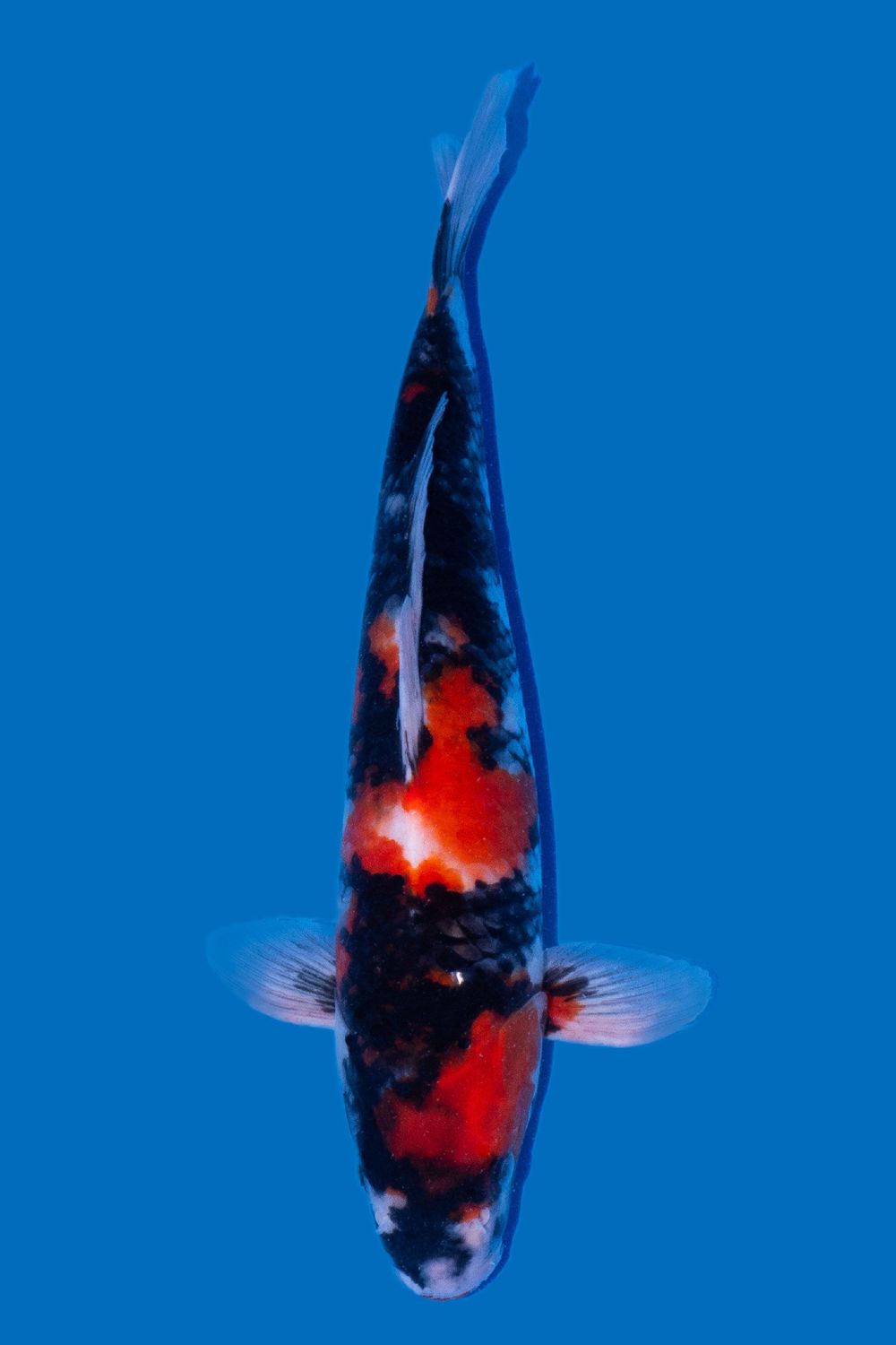 Showa  36 cm