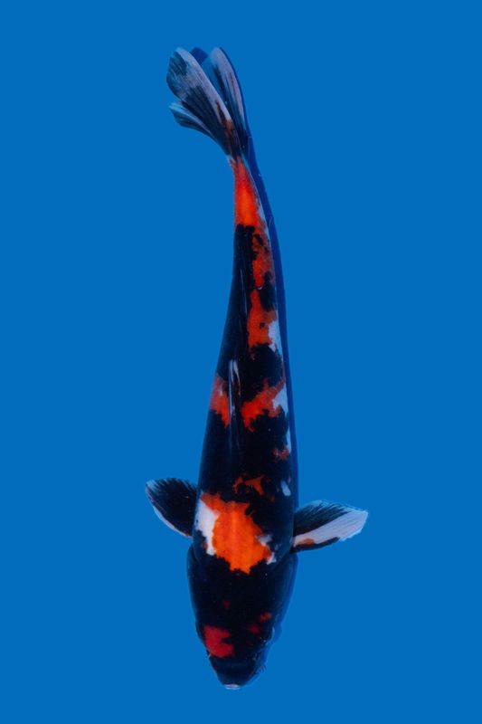 Showa  41 cm