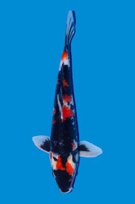 Showa  40 cm