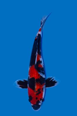 Showa  40 cm