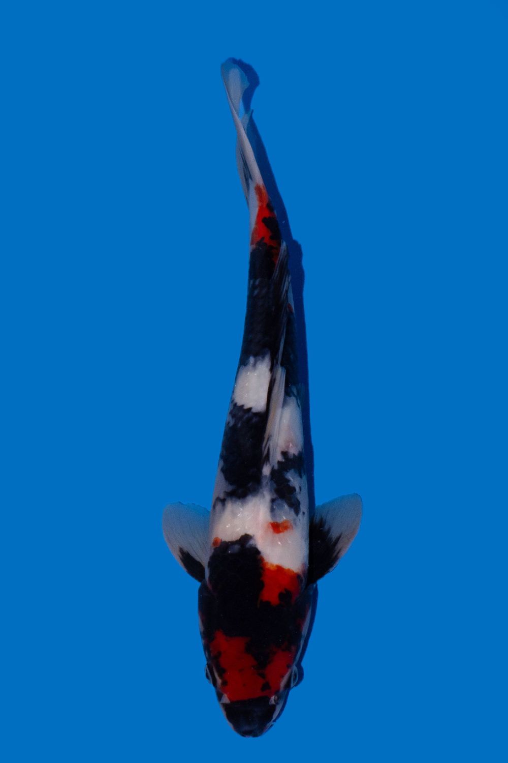 Showa  40 cm