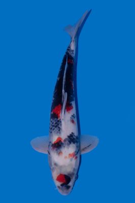 Showa  40 cm
