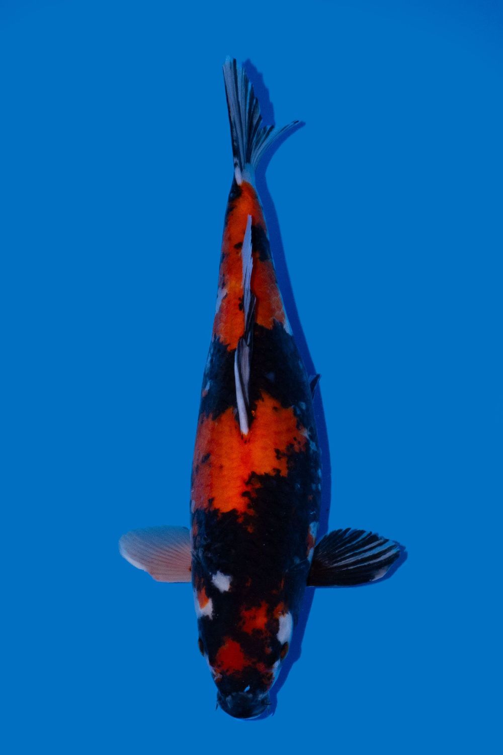 Showa  40 cm