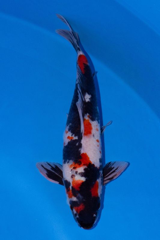 Showa  41 cm